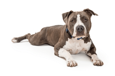 2-Pit bull laying down GettyImages-1284989653