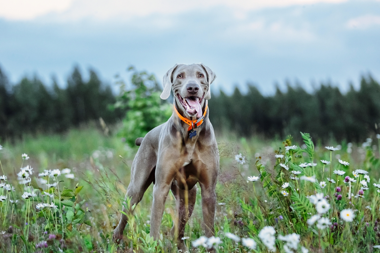 3-Fun Fact-Weimaraner GettyImages-1188005274