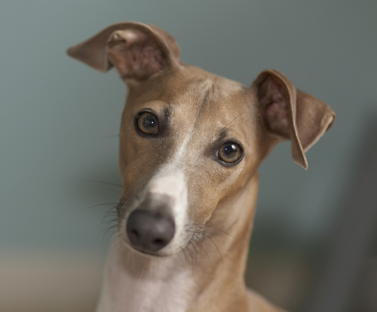 Italian Greyhound