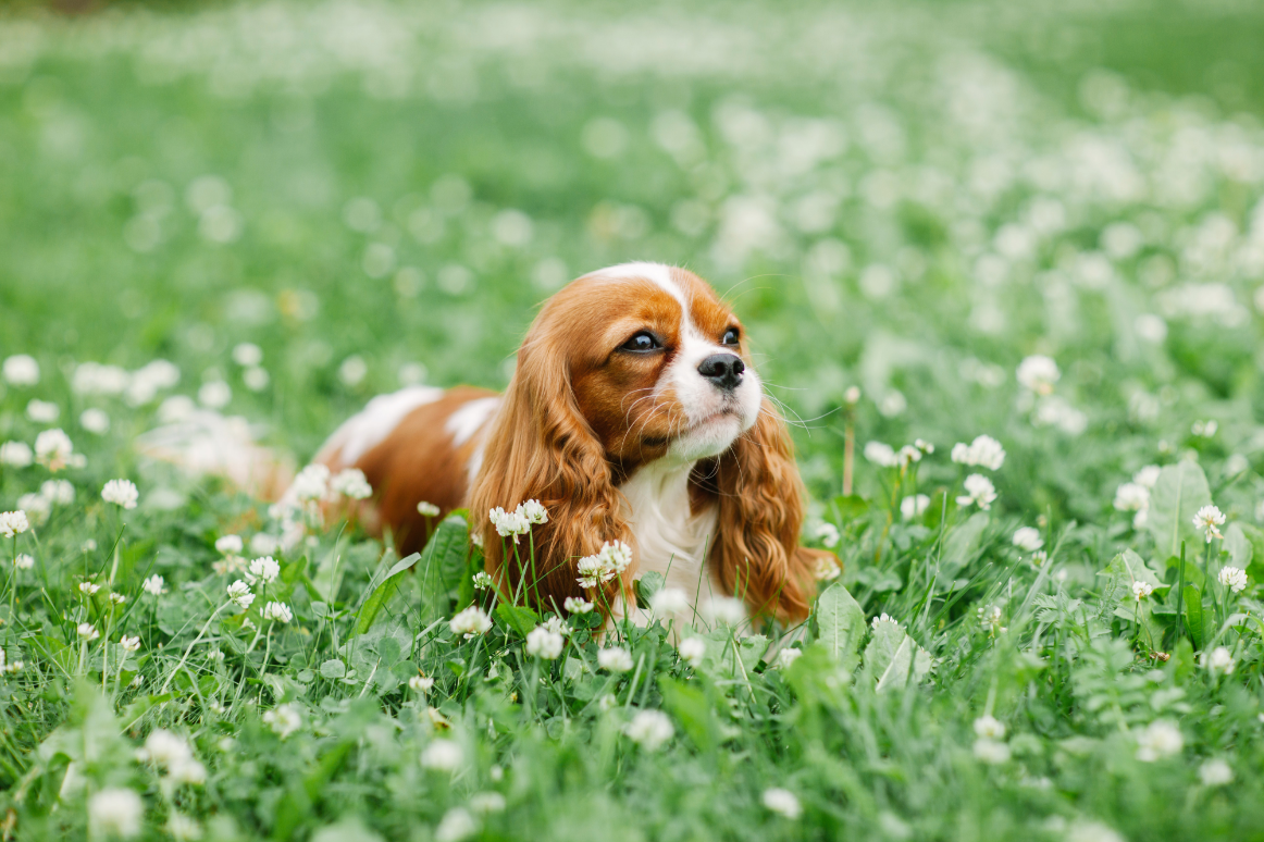 3-Fun fact Cavalier King Charles spaniel GettyImages-1185223858