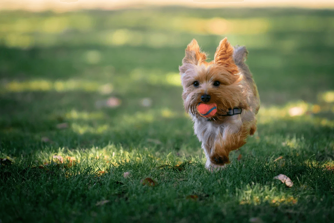 3-Fun fact Torkshire terrier GettyImages-1019428258