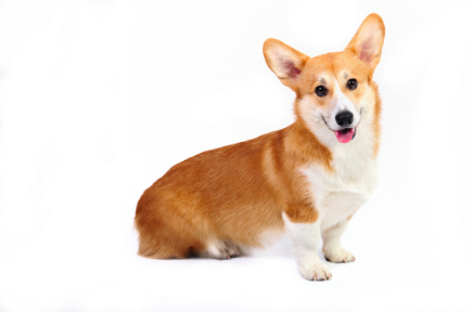 2-Pembroke Welsh corgi sitting down GettyImages-178634787