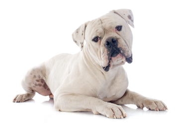 2-American bulldog laying down GettyImages-454071391