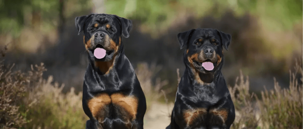 3-Fun fact-Rottweiler GettyImages-1445271521