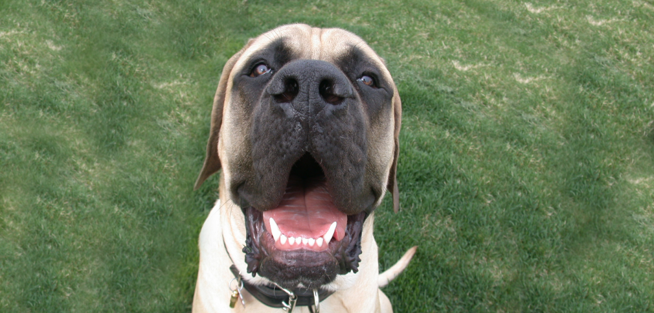 Mastiff introduction