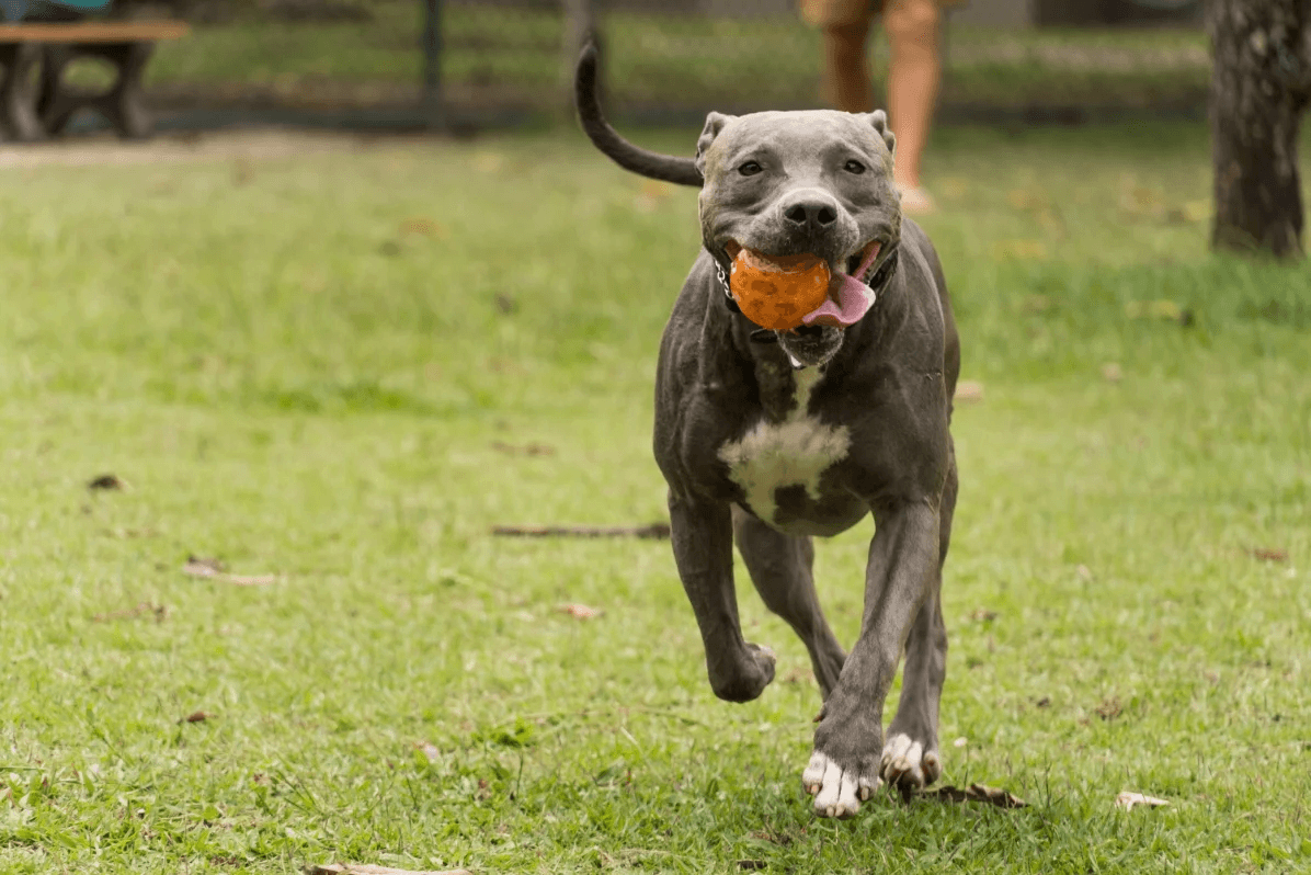 3-Fun fact Pit bull GettyImages-1362582590