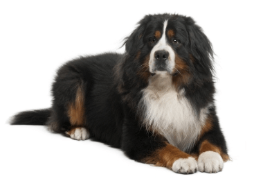 2-Bernese mountain dog laying down GettyImages-1068825502
