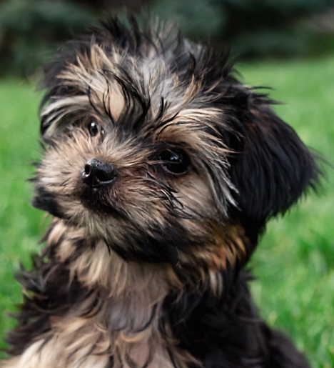 Morkie