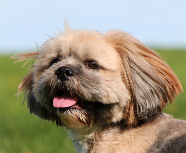 Lhasa Apso