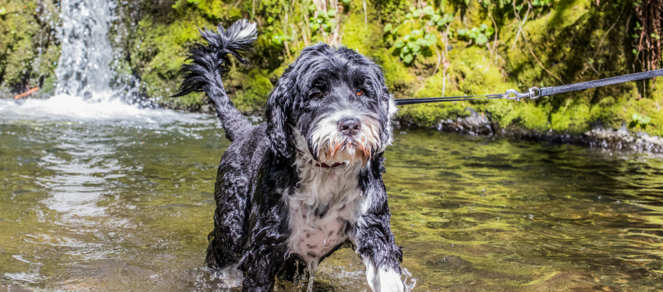 Portuguese Water Dog image