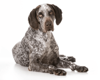 2-German shorthaired pointer laying down GettyImages-490735671