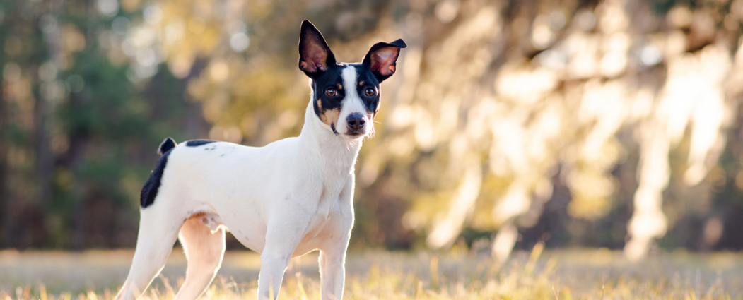 Rat Terrier image