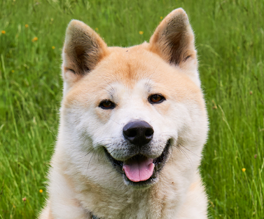 Akita