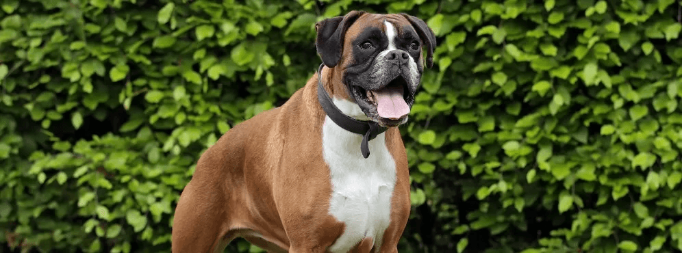 3-Fun fact Boxer GettyImages-514132129