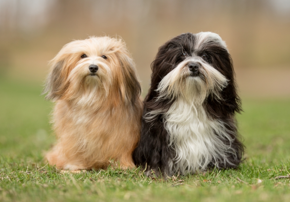 3-Fun fact Havanese GettyImages-857946742