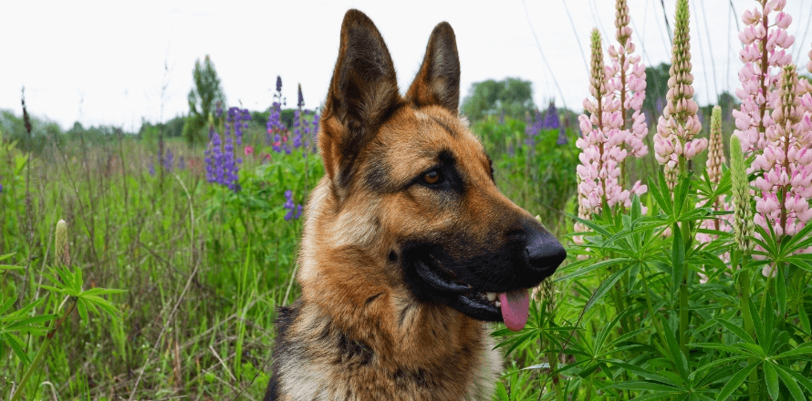 1-Hero German shepherd GettyImages-1401402896