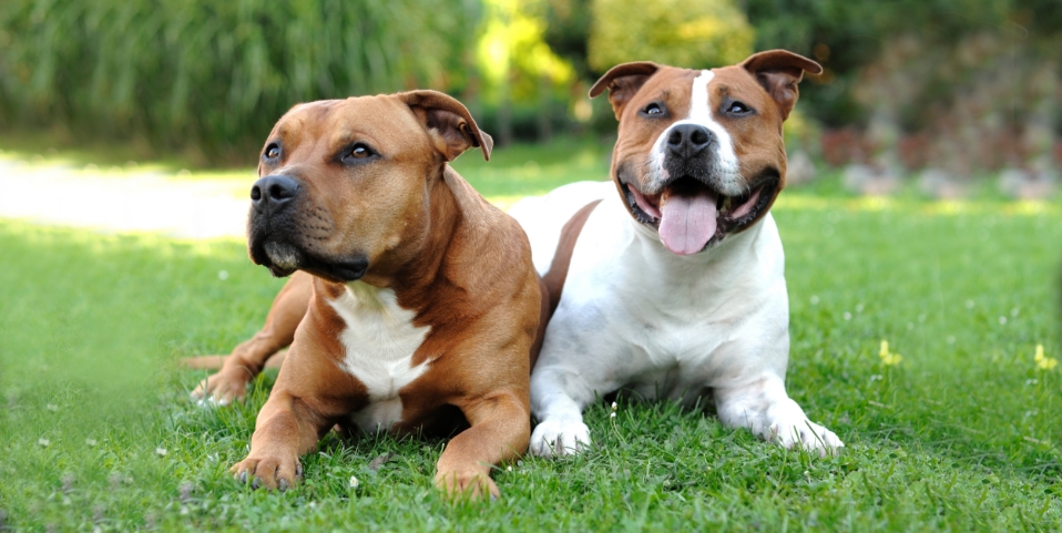 3-Fun fact American Staffordshire terrier GettyImages-132044426