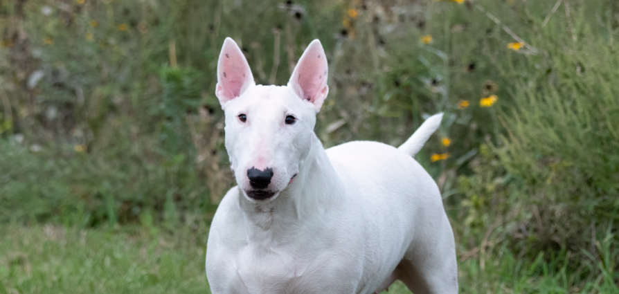 3-Fun fact-English bull terrier-Standard GettyImages-1708235394