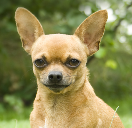 Chihuahua