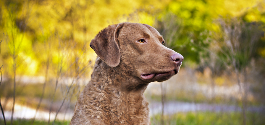 3-Fun fact-Chesapeake Bay retriever GettyImages-465489365