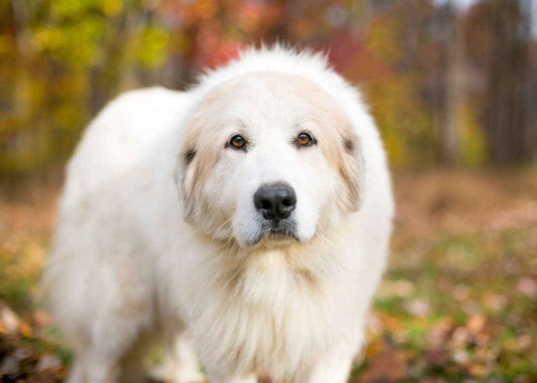 Great Pyrenees introduction