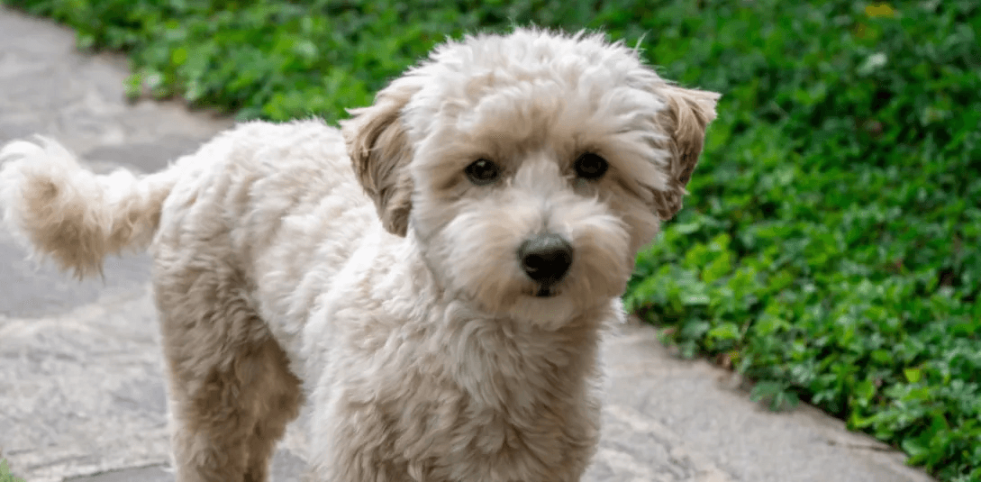 3-Fun fact-Maltipoo GettyImages-1481606462
