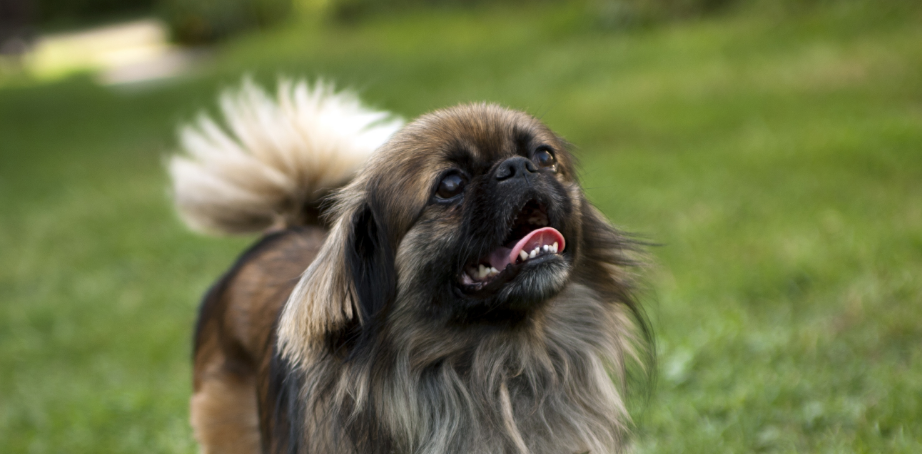 3-Fun fact-Pekingese GettyImages-178781921