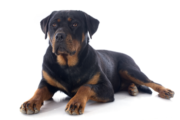 2-Rottweiler laying down GettyImages-179126101