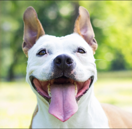 American Staffordshire Terrier