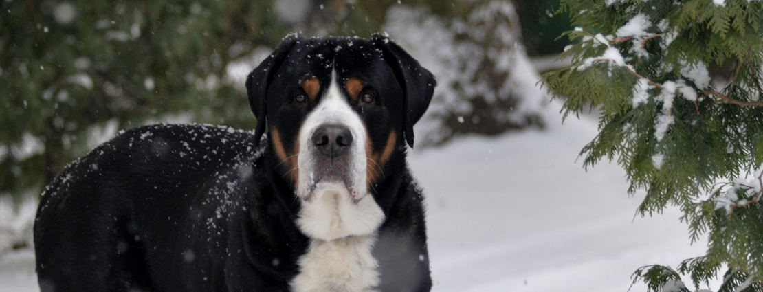 3-Fun fact-Greater Swiss mountain dog GettyImages-1092741178