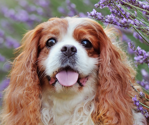 Cavalier King Charles Spaniel