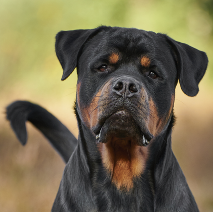 Rottweiler