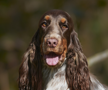 English Cocker Spaniel