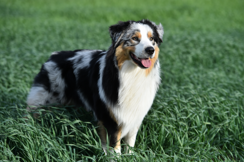 3-Fun fact Australian shepherd GettyImages-1481656780