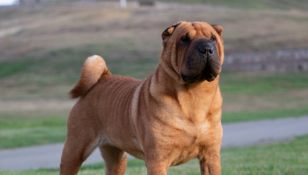 3-Fun fact-Chinese shar-pei GettyImages-1359717149