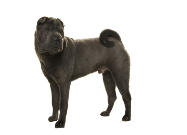 2-Chinese shar-pei standing up GettyImages-1273383822