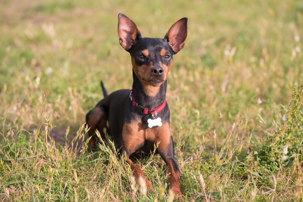 Miniature Pinscher image