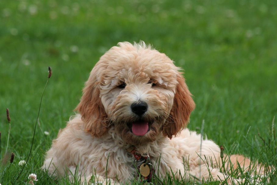 3-Fun fact-Goldendoodle GettyImages-172913497