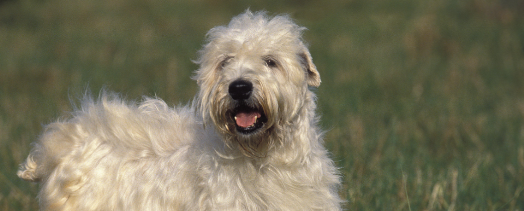 Soft-Coated Wheaton Terrier introduction