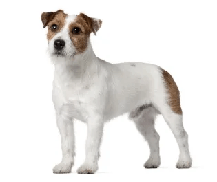 jack russell GettyImages-106443530
