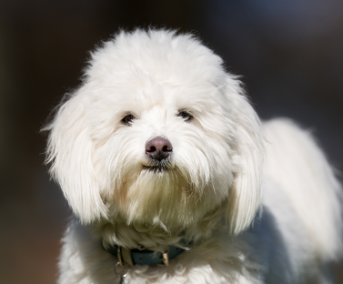 Coton De Tulear