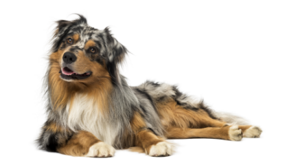 2-Australian shepherd laying down GettyImages-464275201