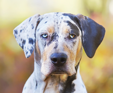 Catahoula Leopard Dog