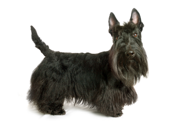 Scottish Terrier image