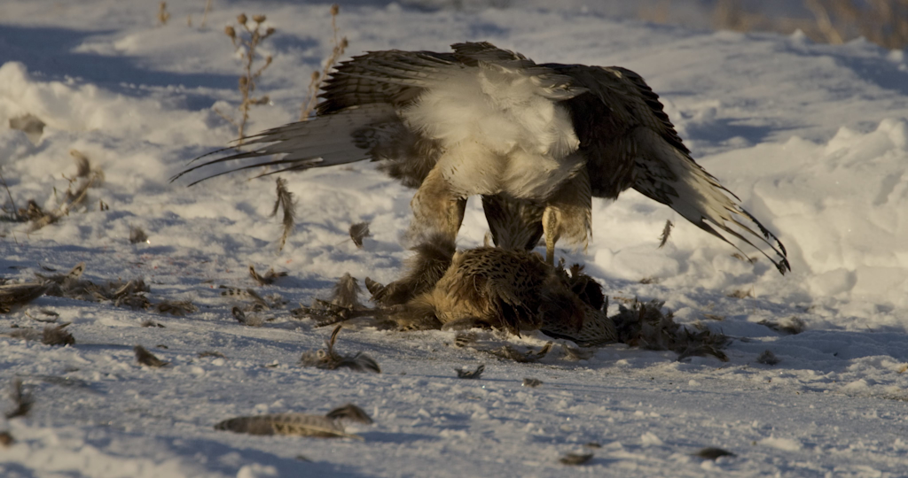 video still of a bird of prey in snow