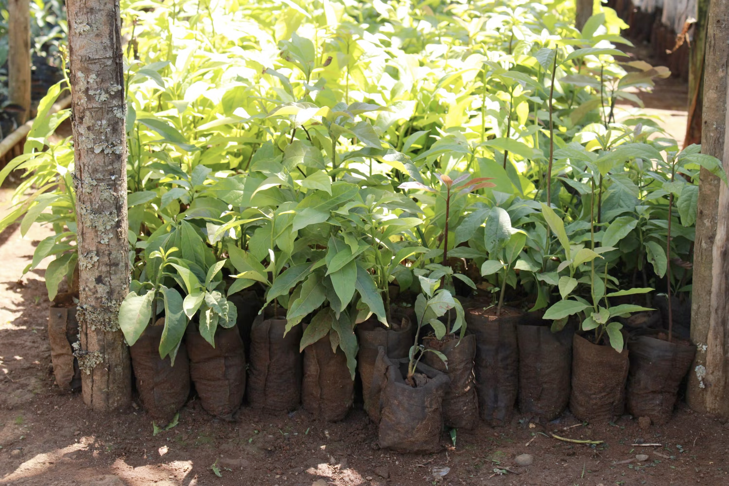 A collection of sapling trees in hessian sacks ready to be planted