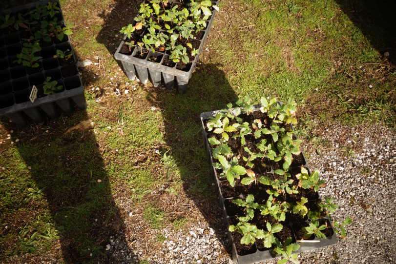 chênes plantés dans la montagne Foia. 2016-2017.