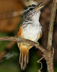 Warblingantbird.jpg