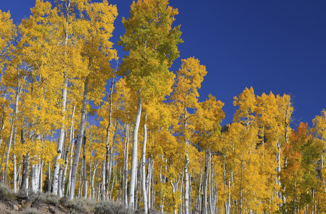 Aspen Trees - Lance Oditt