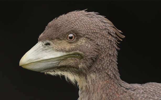 A New, Prehistoric Fossil Sheds Light On How Birds Took To The Skies ...